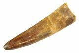 Fossil Spinosaurus Tooth - Real Dinosaur Tooth #354742-1